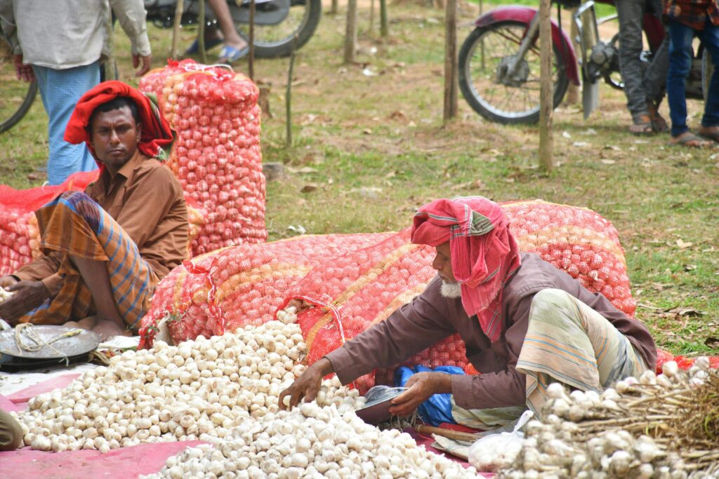 Le varietà di aglio più diffuse in Italia